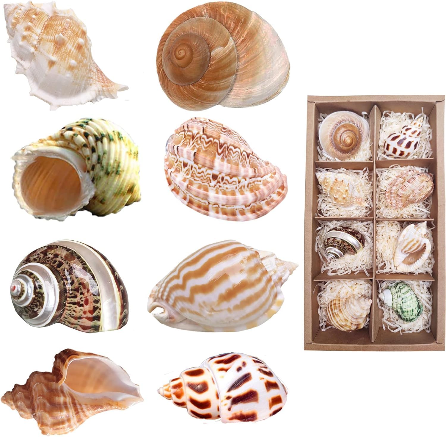 8PCS Hermit Crab Shells Sea Shells Size 6-9CM for Medium to Large, Natural Hermit Crab Supplies and Beach Decor