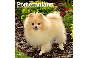 Pomeranians | 2024 12 x 24 Inch Monthly Square Wall Calendar | BrownTrout | Animals Small Dog Breeds