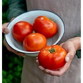 Burpee 'Celebrity' Hybrid Red Tomato Slicer 35 Non-GMO Seeds for Planting Disease-Resistant and Award-Winning Variety Big Juicy Tomato for Summer Sandwiches