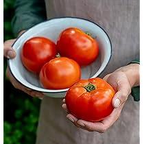 TOMATO　おまとめ商品 Amazon.com : Momotaro Tomato Seeds (25 Seed Packet) (More Heirloom