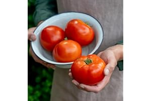 Burpee 'Celebrity' Hybrid Red Tomato Slicer 35 Non-GMO Seeds for Planting Disease-Resistant and Award-Winning Variety Big Juicy Tomato for Summer Sandwiches
