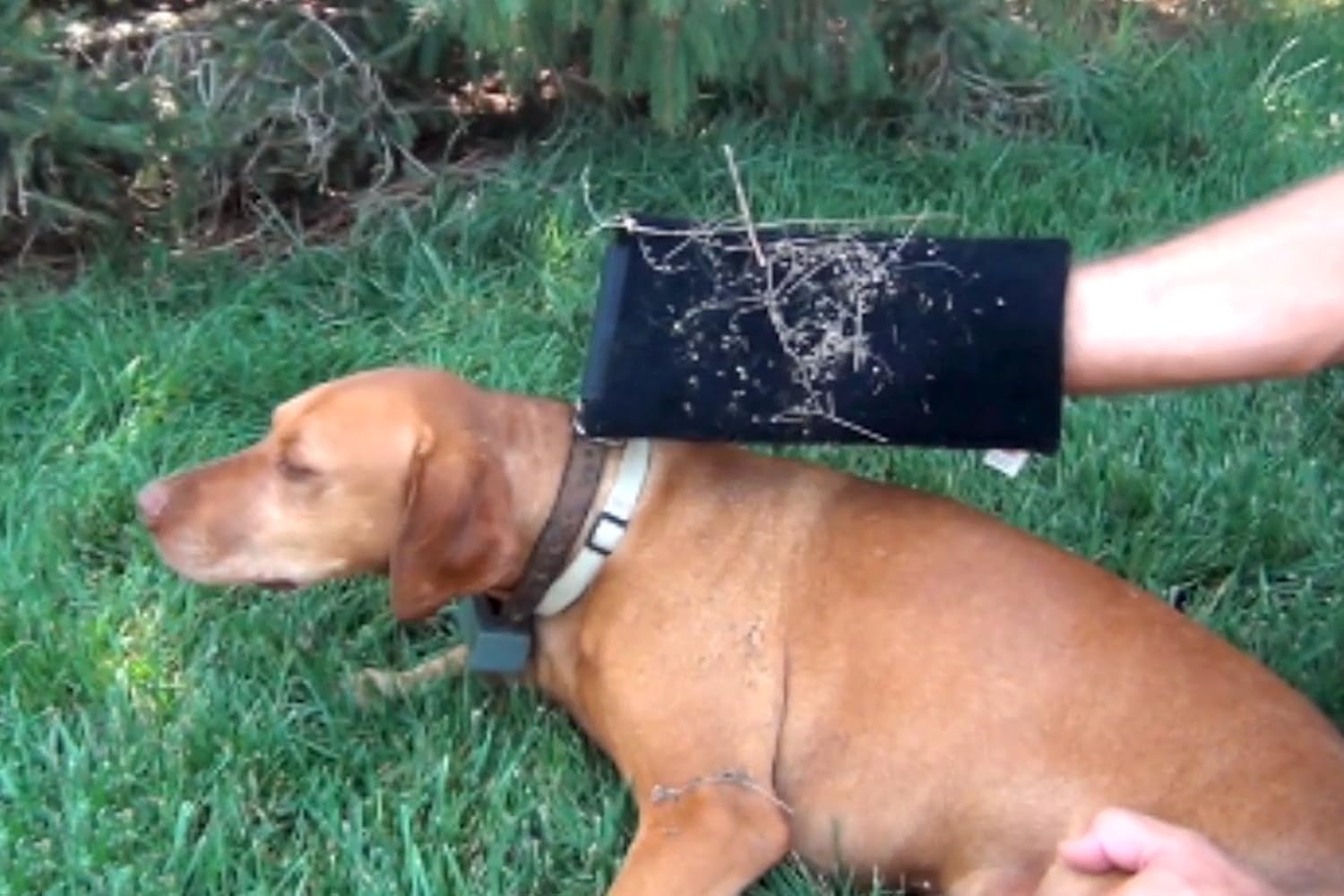 BurrPaw Multi-Purpose Sticker and Burr Remover: Sports & Outdoors