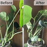 MUAEEOK 6 Pack Plant Support Stakes 25x60cm Half Round Garden Cage view 3