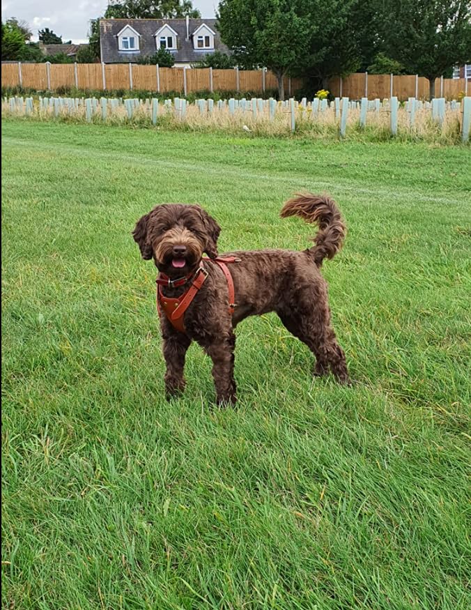 TUGBY XS/S/M/L/XL/XXL Dog Leather Harness Sets with Matching Dog Lead (Chestnut, M)