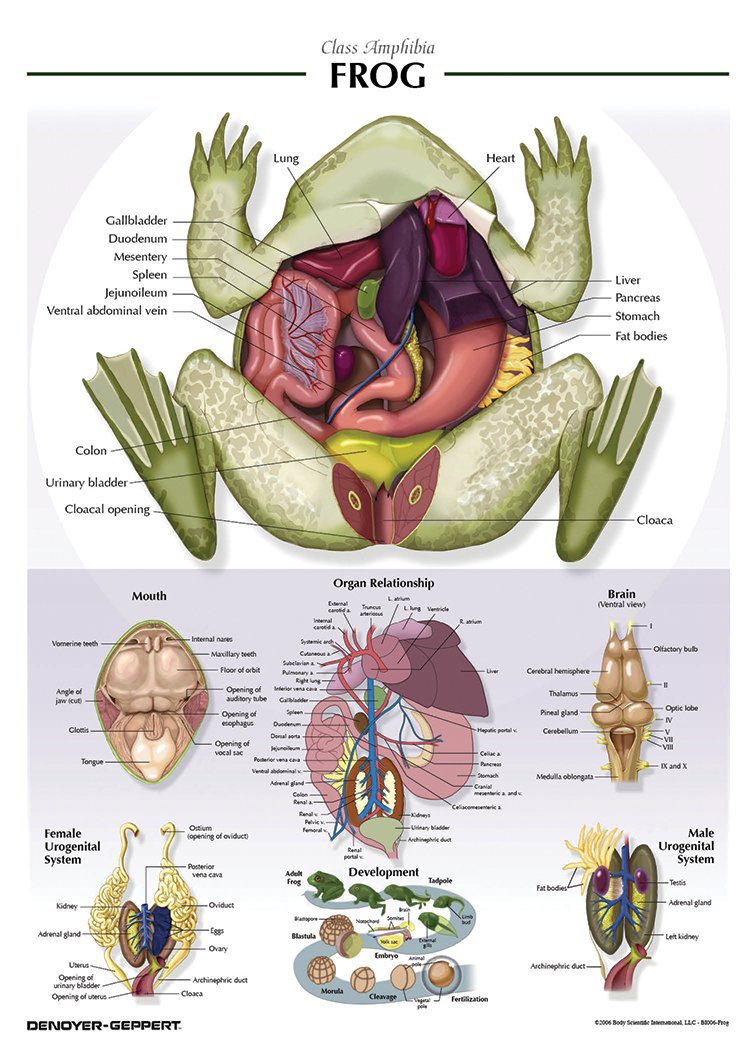Amazon Com Frog Poster Industrial Scientific