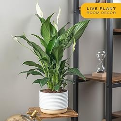 Costa Farms Peace Lily, Live Indoor Plant with