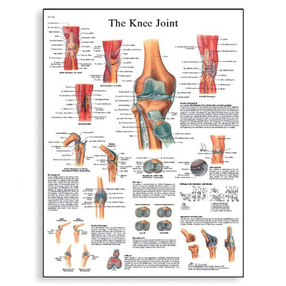 3B Scientific Human Anatomy - Knee Joint Chart, Paper Version, VR1174UU, unlaminated, 50.00 x 67.00 cms