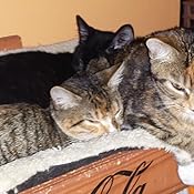 drontal for cats amazon