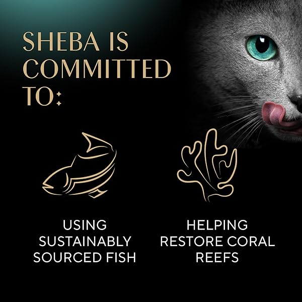 SHEBA PERFECT PORTIONS WET CAT FOOD PATE WITH SUSTAINABLE SALMON, 2.6 OZ. TWIN-PACK TRAYS (24 COUNT, 48 SERVINGS)