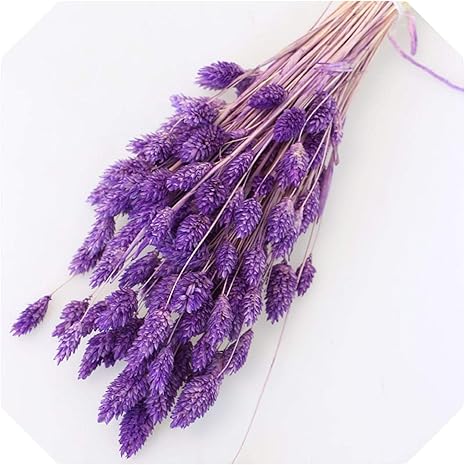 Amazon 80pcs乾燥クサヨシの花 保存 ホワイトピンクグリーン 黄色の乾燥花天然植物結婚式の装飾家の装飾乾いた草 Light Purple 造花 オンライン通販