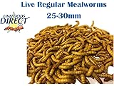 Livefoods Direct Ltd Regular Mealworms Sack of 500g 25-30mm LIVE WORMS