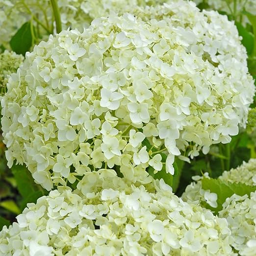 hardy hydrangea large garden flower plant producing