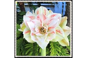Amaryllis Bulb -Fragrant Sweet Greenleaf Fresh Flowers Easy Plant Perennial Stoa-3 Bulbs,Pink:Package Contatins Seeds