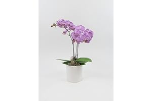 Athena's Garden 3" Live Phalaenopsis Orchid Plants, Purple Blooms