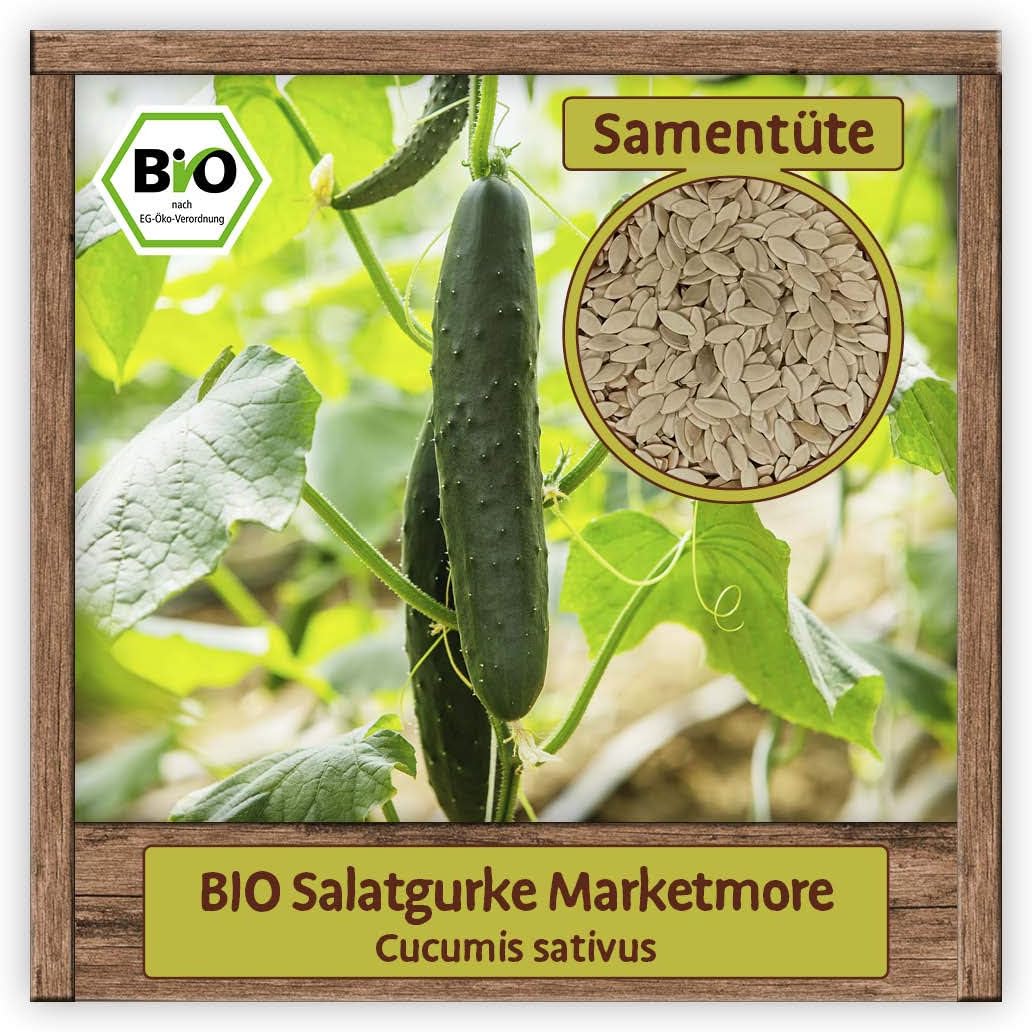 BIO Gurken Samen Sorte Marketmore (Cucumis sativus) Gemüsesamen Gurken ...