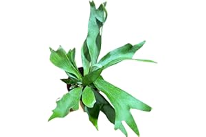 GENERIC PLANTVERS Live Fern Plant in a 4" Nursey Pot | Low Maintenance Indoor Houseplant | Tropical Air Purifying Green Foliage for Home & Office Decor | Easy-Care Indoor Plant (Staghorn Fern)