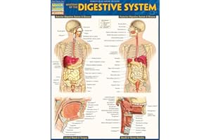 Anatomy of the Digestive System: Quickstudy Laminated Reference Guide
