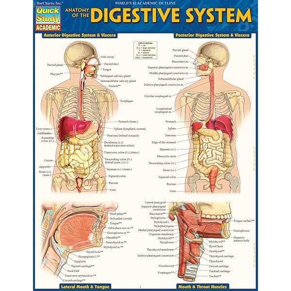 Understanding The Digestive System Flip Chart: Scientific