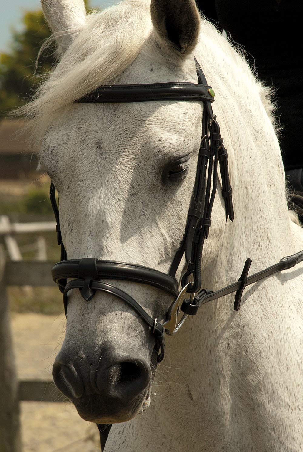 Rhinegold Bridle - Cob - Black