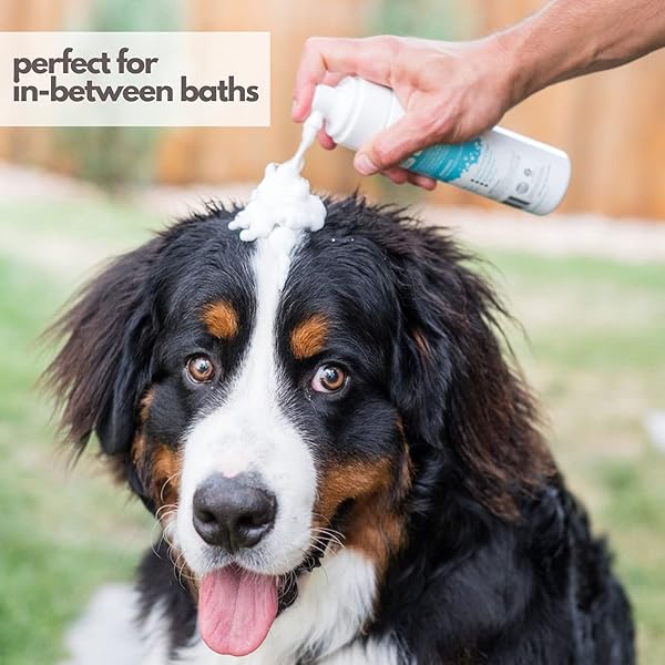 MIGHTY MUTT HYPOALLERGENIC WATERLESS SHAMPOO FOR DOGS | DRY SHAMPOO FOR DOGS | WATERLESS FOAM NO RINSE | ANTI-ITCH, SOOTHING AND DEODORIZING | FRESH BREEZE | 8 FL OZ