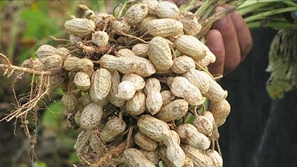 Graines De Cacahuetes Plante De Cacahuetes Rouges Bio Non Ogm Pour La Plantation Delicieuses Et A Haut Rendement Arachis Hypogaea Graines Amazon Fr Jardin