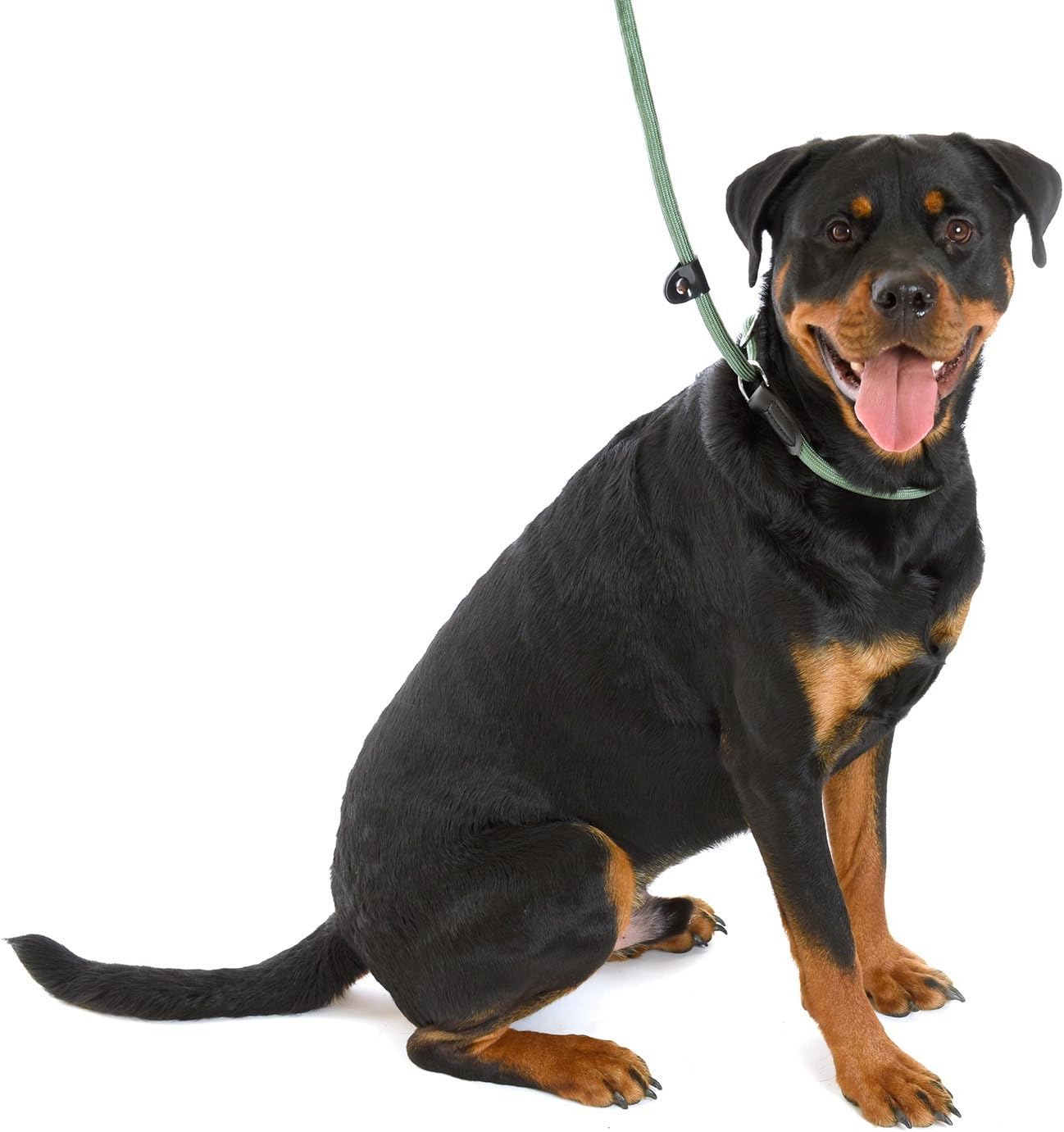 COMPANY OF ANIMALS 3-in-1 Slip Lead for Dogs Size Small, Brown, 1.2m, All in One Headcollar, Leash & Collar, Easy to Use - Image 4