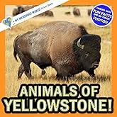 Animals of Yellowstone!: A My Incredible World Picture Book for Children (My Incredible World: Nature and Animal Picture Books for Children)