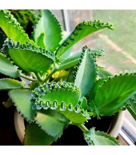 Kalanchoe Daigremontiana, Formerly Known As Bryophyllum Daigremontianum And Commonly Called Mother Of Thousands Alligator Plant Or Mexican Hat Plant Image465928540