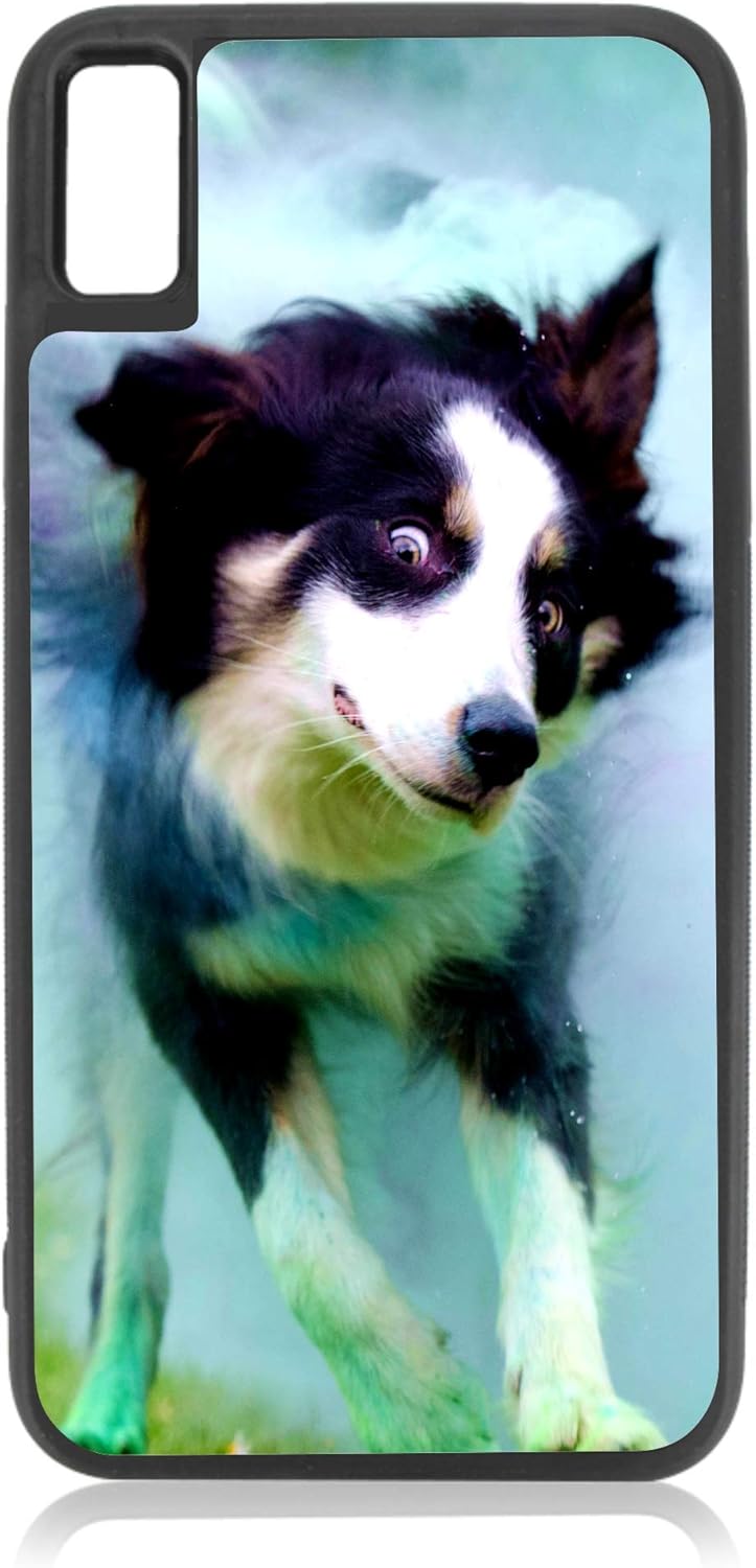 border collie accessories