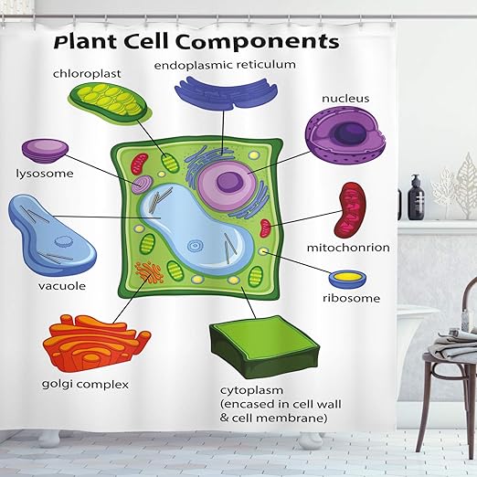 Amazon Com Ambesonne Educational Shower Curtain Chart Showing Plant Cell Components In Cartoon Style Science Living Structure Cloth Fabric Bathroom Decor Set With Hooks 70 Long White Green Home Kitchen