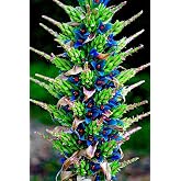 15 Sapphire Tower Seeds for Planting - Grow Rare and Hard to Find PUYA