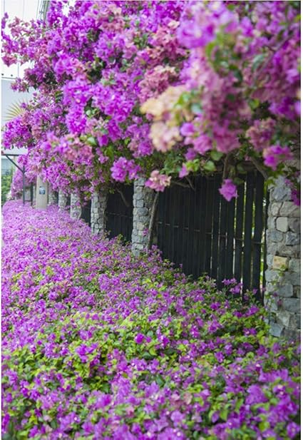 Cassisy 1x1 5m Vinile Primavera Foto Da Sfondo Giardino Di Pattaya Staccionata In Legno Fiori Di Bouganville Rossa Fondali Fotografia Partito Photo Studio Puntelli Photo Booth Amazon It Elettronica