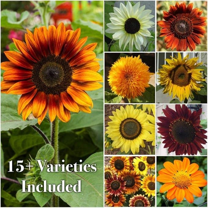 Mixed Sunflower Seeds, Easy to Grow, Exotic Flower Seeds Hardy