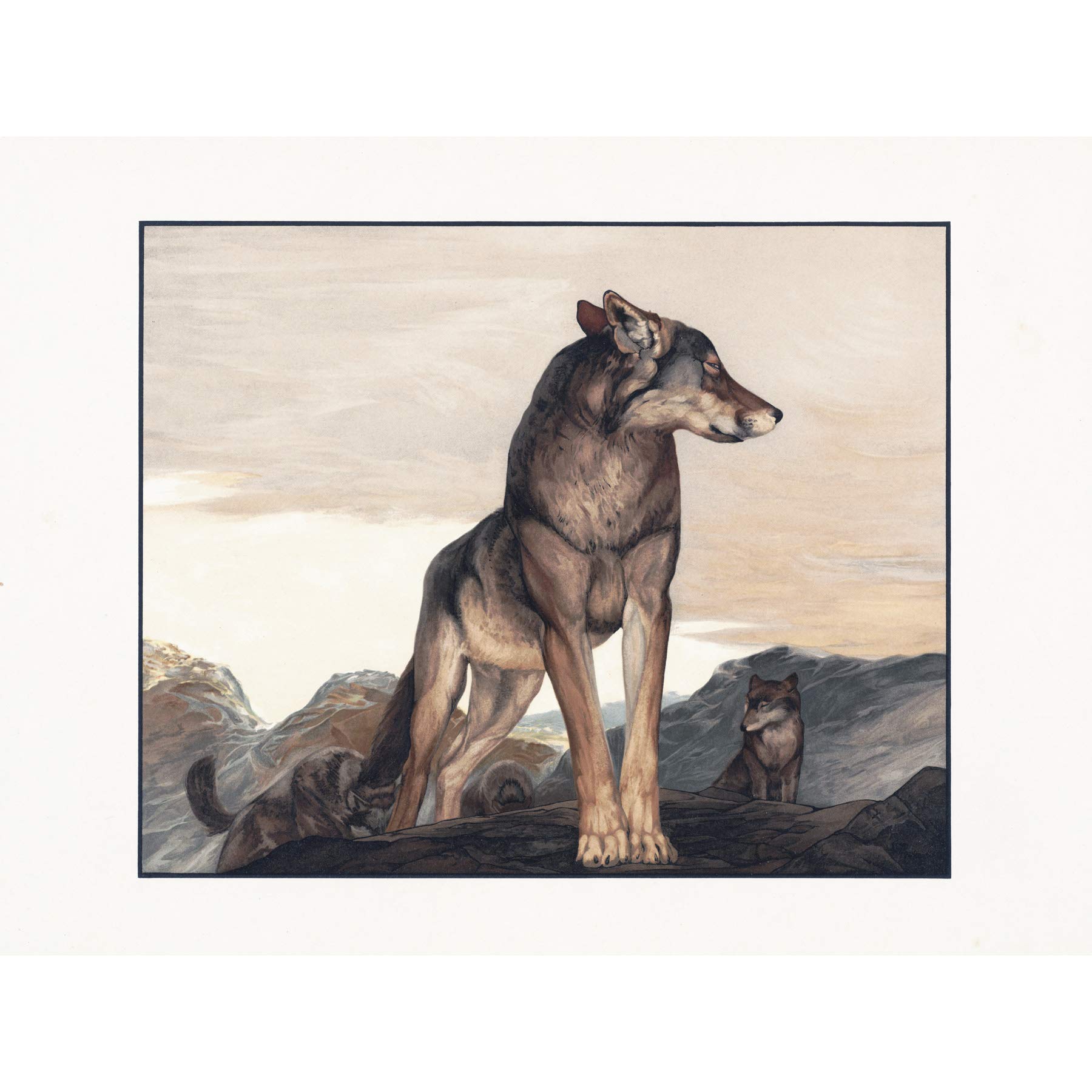 Detmold Akela Lone Wolf Jungle Book Painting Large Print Poster Wall Art Decor Picture