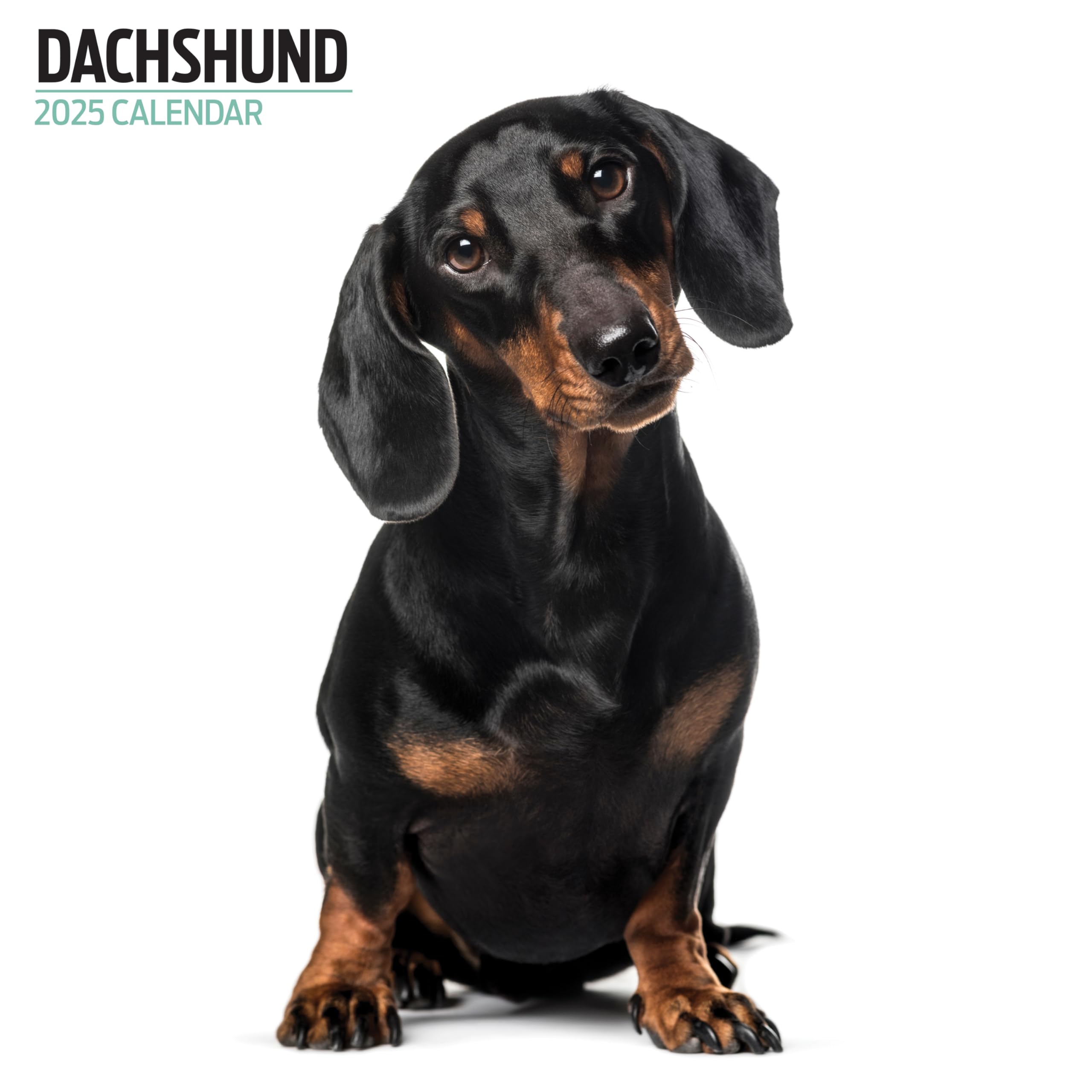 Dachshund 2025 Modern Calendar