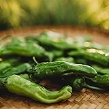 Shishito Japanese (Mildly Hot) Chili Pepper - 25