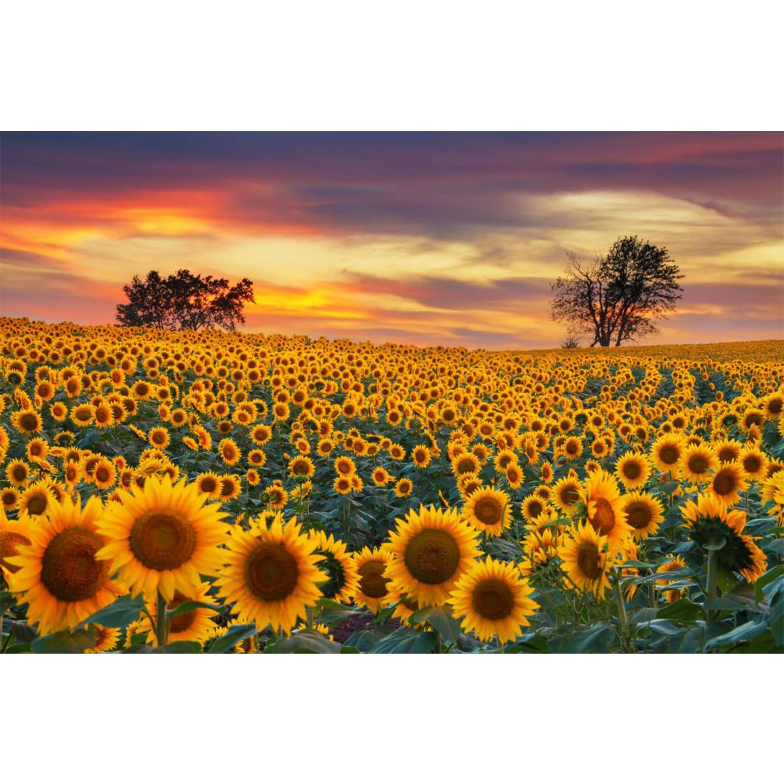 JMbeauuuty 1000 Pieces Jigsaw Puzzles for Adult- Sunflower Field - Puzzle Gift for Friends Family 70x50 cm