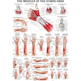 Anatomical Worldwide Muscles of the Hand Laminated Anatomy Chart