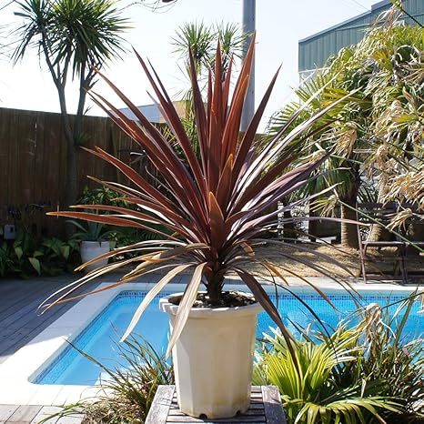 Amazon 赤ドラセナ コルディリネ レッドスター 10号 現品発送 植木