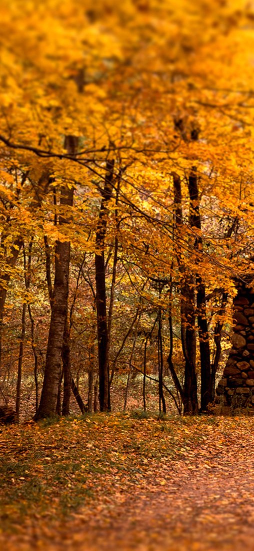 PeelitStickit, Beautiful Nature Wall Murals, ID-1396, vinyl