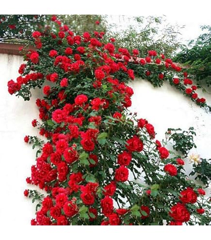 10 Purple Climbing Rose Seeds/ : Amazon.ca: Patio, Lawn & Garden