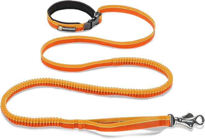 orange dog leash