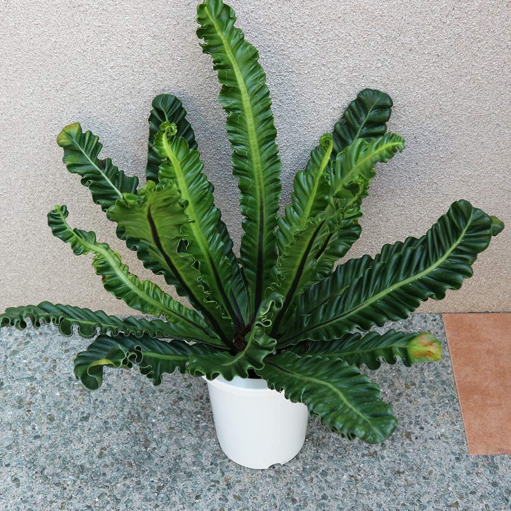 Amazon Co Jp アスプレニウム コブラ 観葉植物 中型 7号プラスチック鉢 鉢底からの高さ 約65cm 葉張り 約60cm 品種で選べる観葉植物 リビングやオフィス向きサイズ 1個 即出荷 学名 Asplenium Cobra チャセンシダ科アスプ