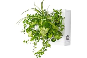 Ortis Green Hang.Oasi.Home - Indoor Vertical Garden, Contains 1 White Planter Unit, Design Your Own Living Wall With Vertical Gardening Planters, Use Indoors, Holds 6 Plants