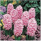 5 Fondant Pink Hyacinth Bulbs