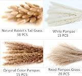 ANPROOR Dried Pampas Grass Decoration 100 Pcs Bunny Tail Dried Flowers view 4