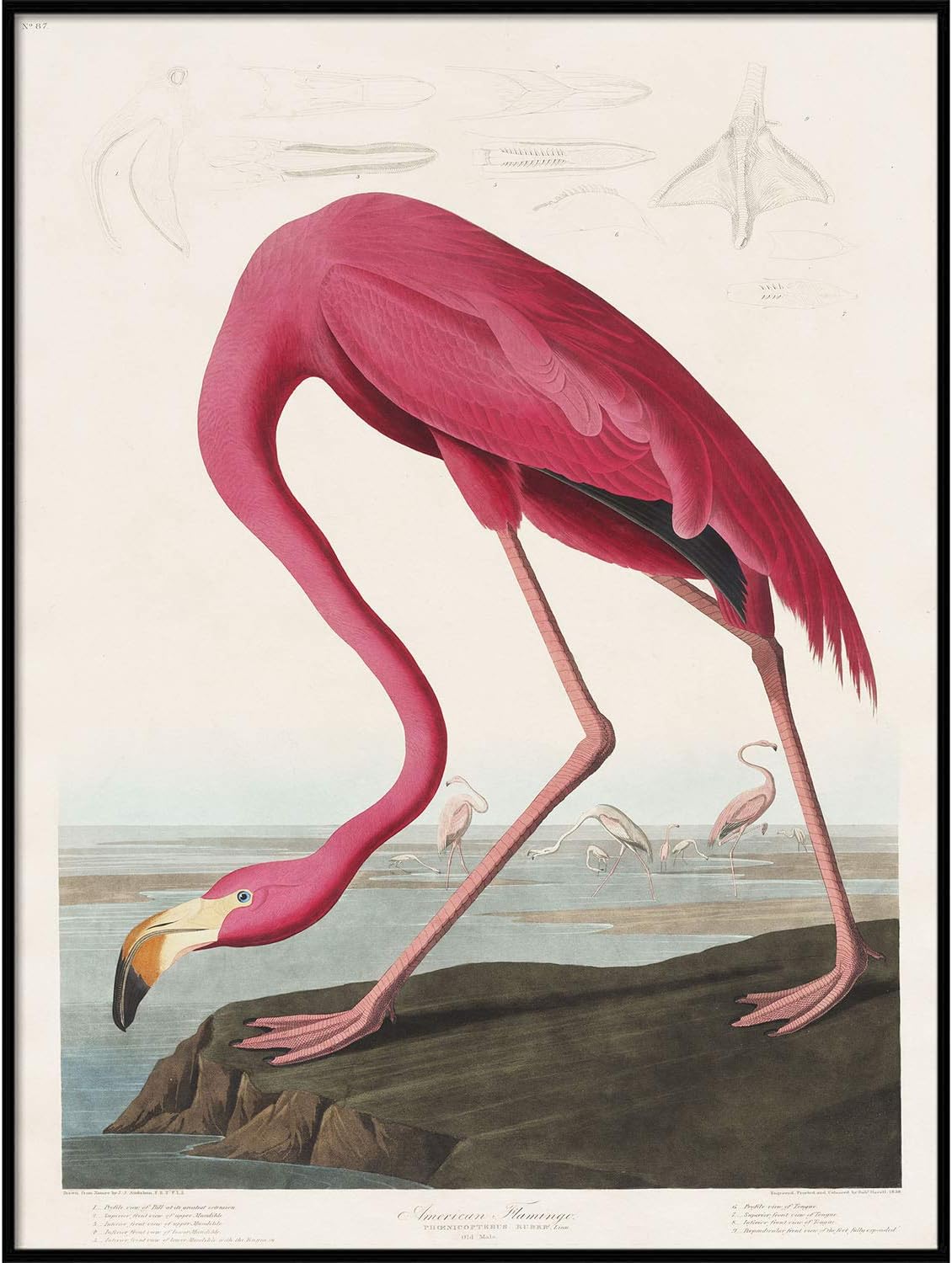 Amazon Com Flamingo Print Antique Bird Painting Vintage Drawing Poster Wall Art Decor Pink Flamingo Bird Artwork Bird Drawing C307 11x14 Posters Prints