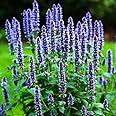 TomorrowSeeds - Korean Mint Seeds - 500+ Count - for 2025 Planting Heirloom Herb Giant Hyssop Chinese Patchouli Blue Licorice Perilla Anise Perennial Grow Your Own Home Farm Patio Healthy Sustainable