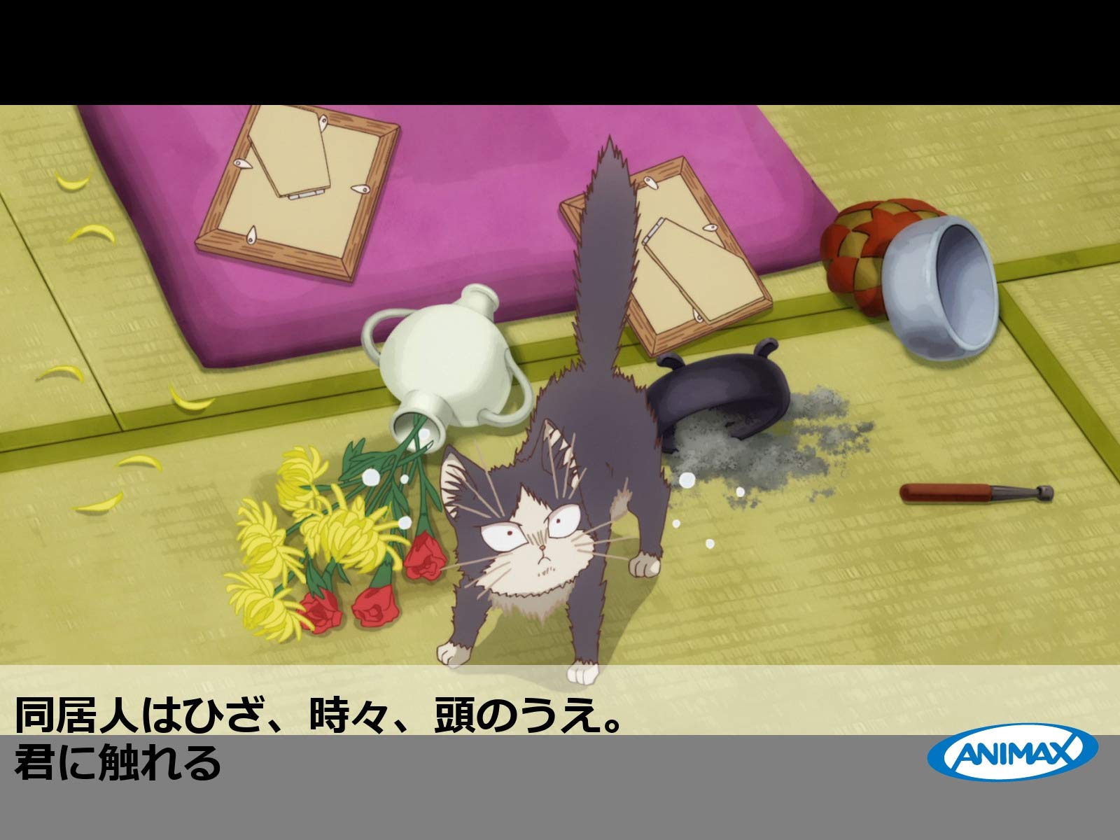 Amazon Co Jp 同居人はひざ 時々 頭のうえ を観る Prime Video