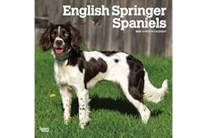 English Springer Spaniels | 2025 12 x 24 Inch Monthly Square Wall Calendar | Plastic-Free | BrownTrout | Animals Dog Breeds